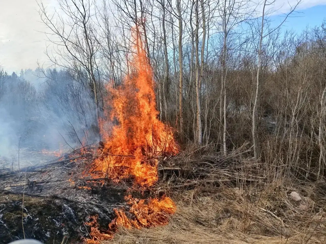 Огонь угрожал жилым домам в Прионежском районе