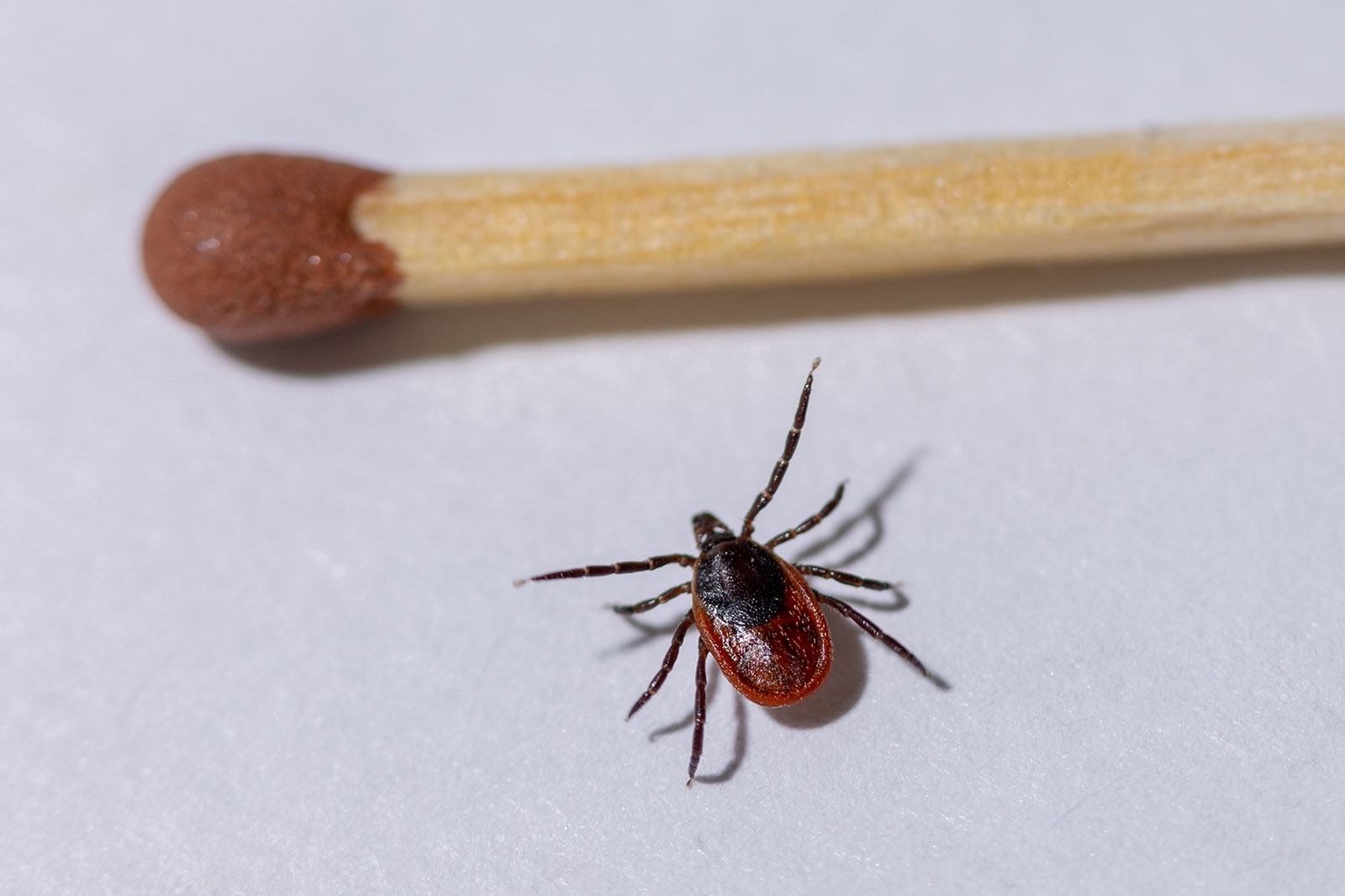 18 детей пострадали от клещей в Карелии