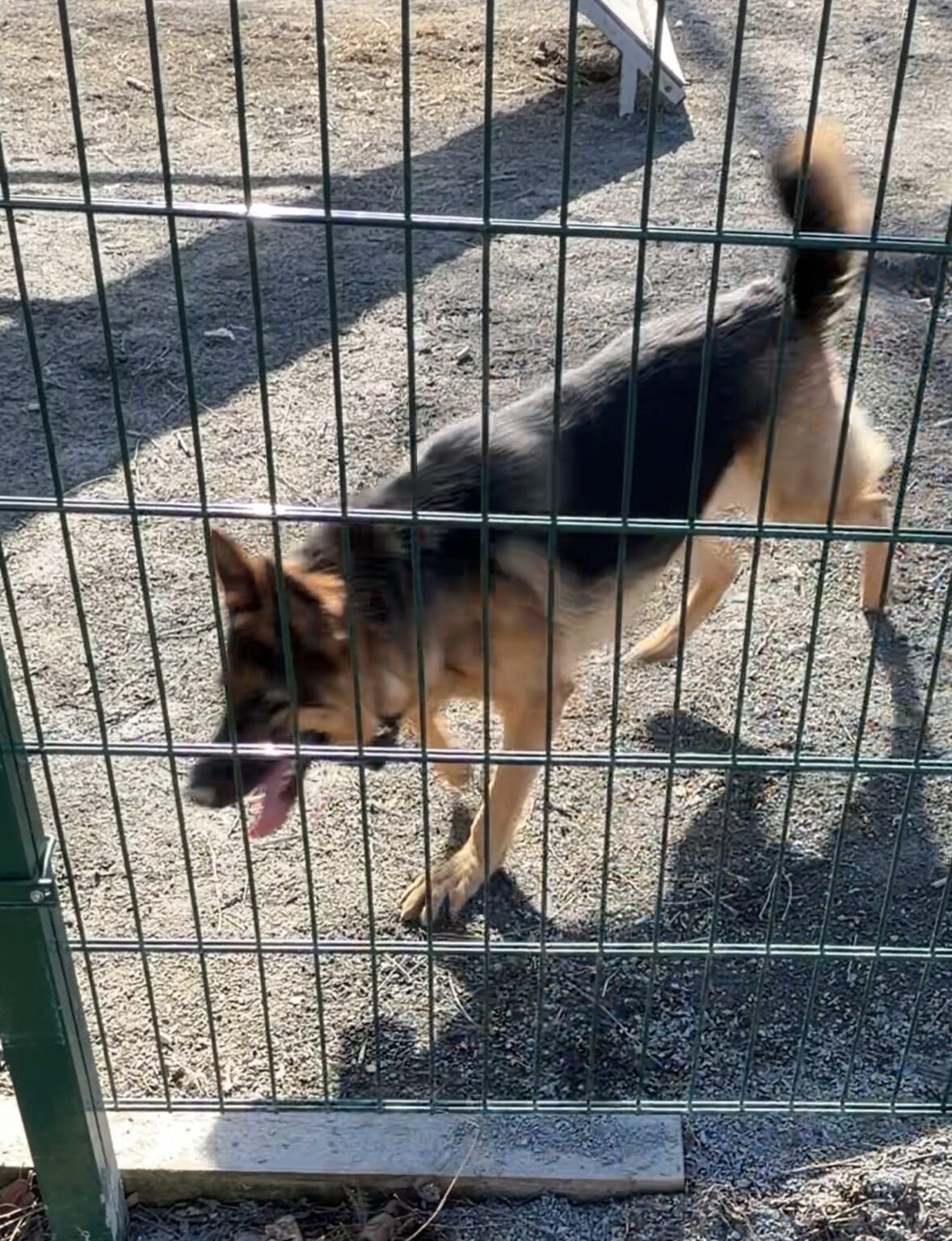 В Петрозаводске хамоватый подросток отпускает агрессивную собаку на общественной площадке