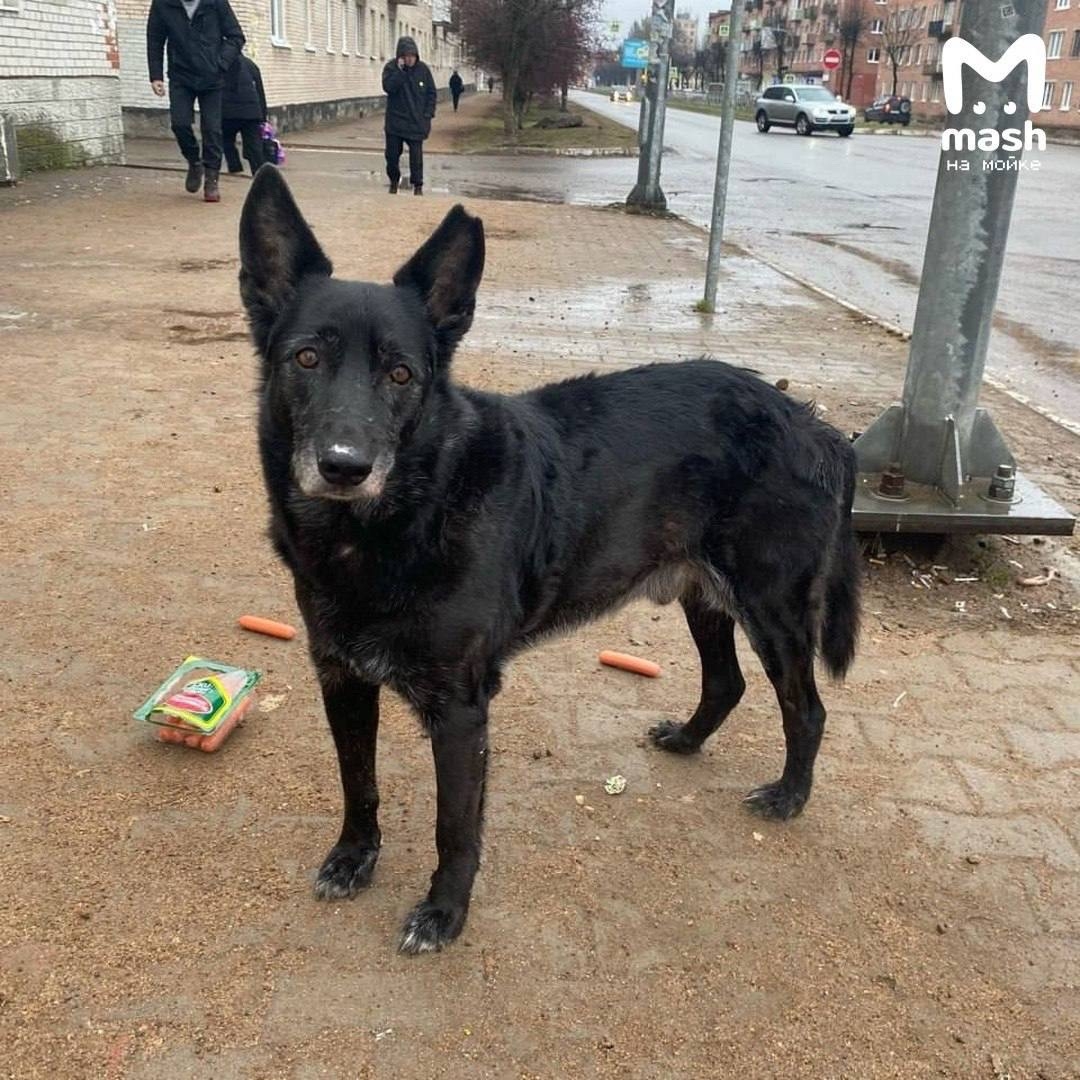 Местного Хатико спасли рядом с Карелией