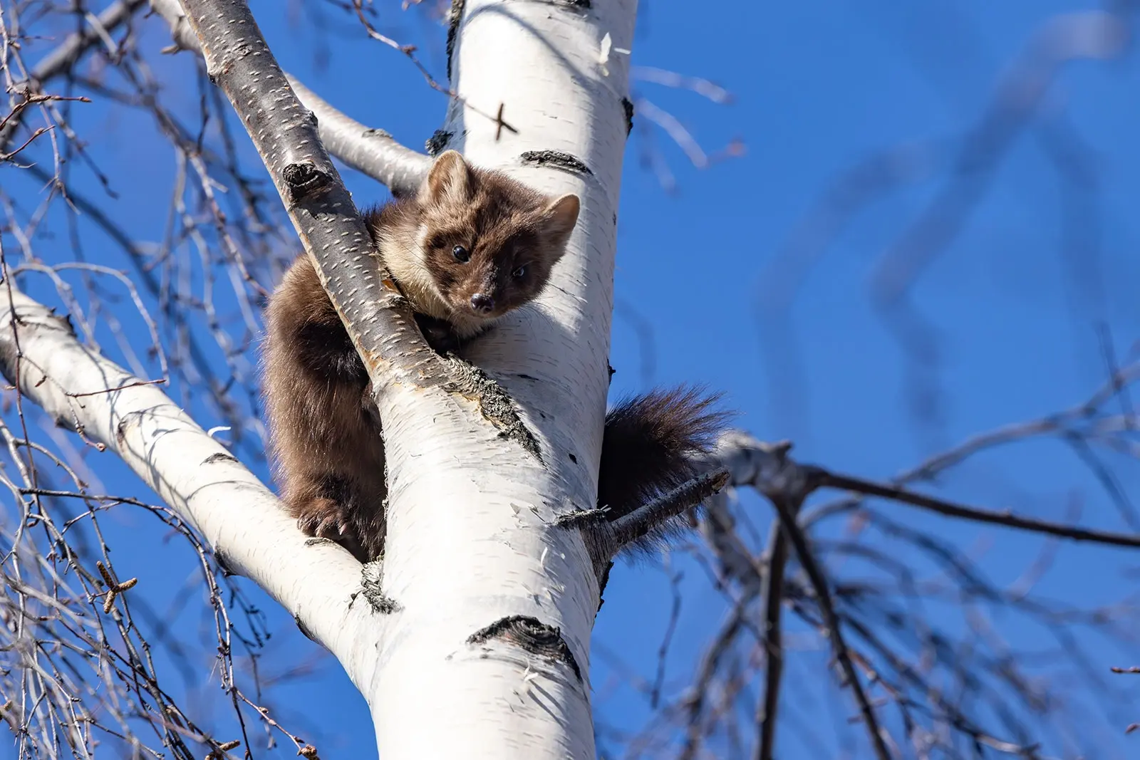 Синоптики Карелии рассказали на какие дни придется пик похолодания на предстоящей неделе
