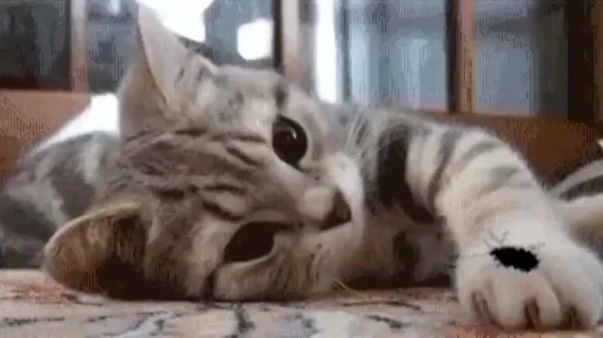 Жители Карелии стали в 5 раз чаще интересоваться услугами по созданию анимации