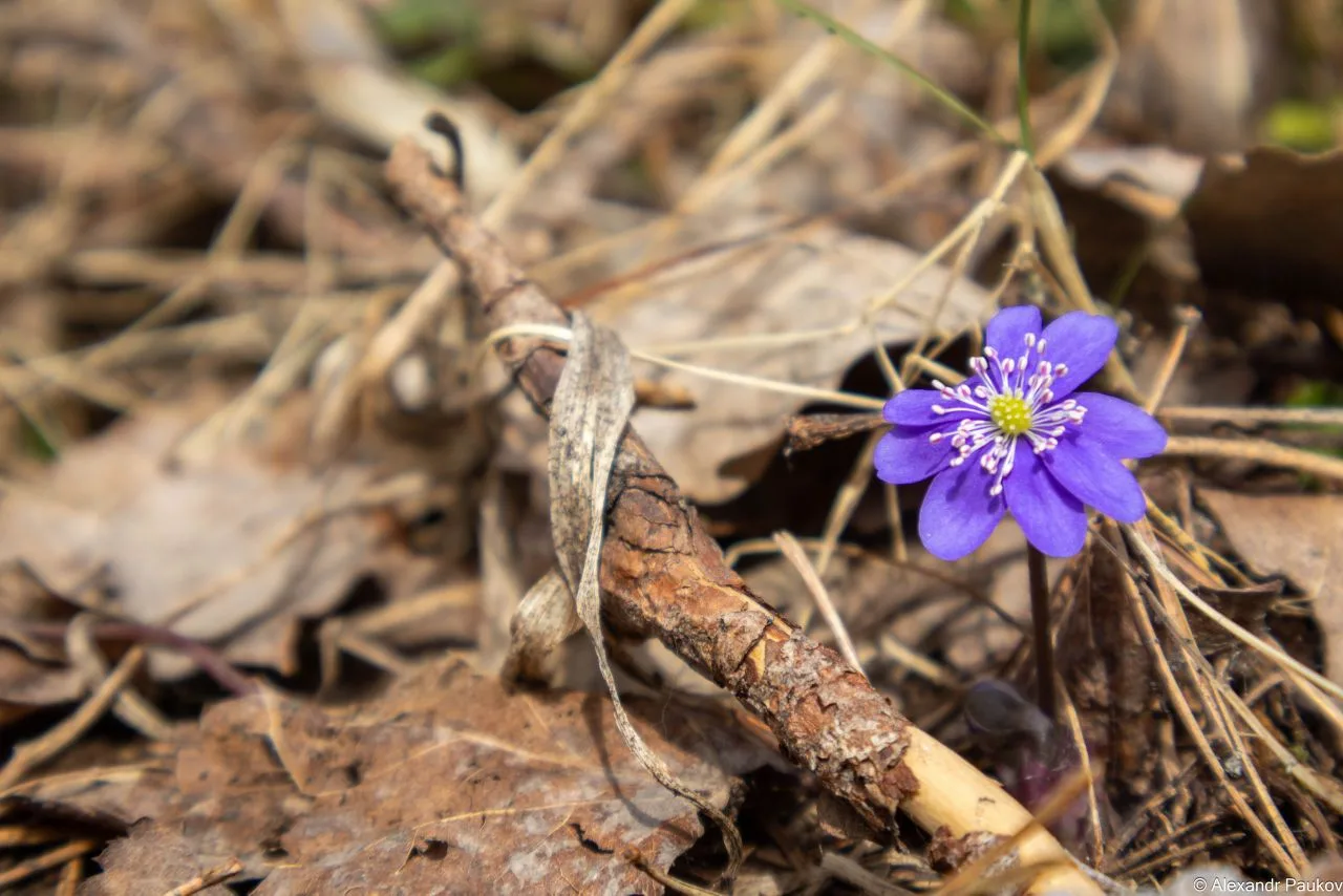 Синоптики Карелии рассказали о погоде на ближайшие дни и на Светлую Пасху