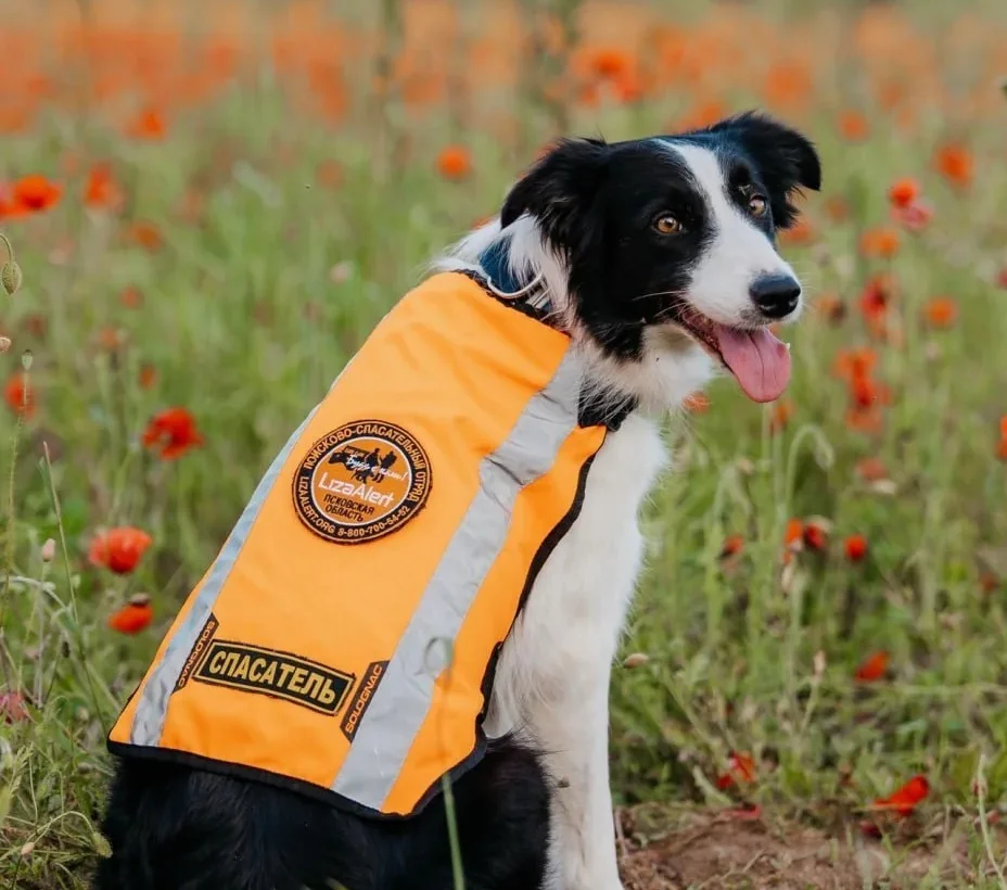 Двух поисковых собак «ЛизаАлерт» жестоко застрелили в Ленобласти