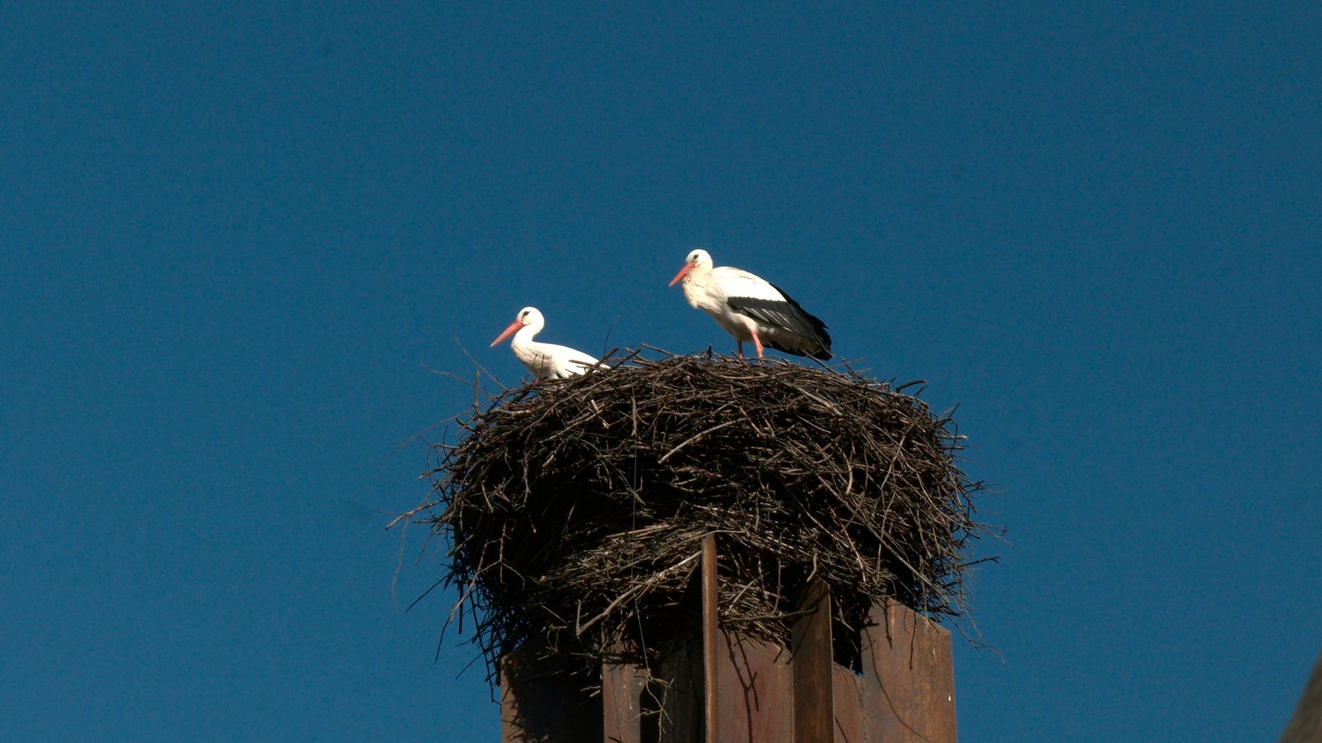 Оказалось, что аисты-супруги улетают зимовать порознь в разные страны