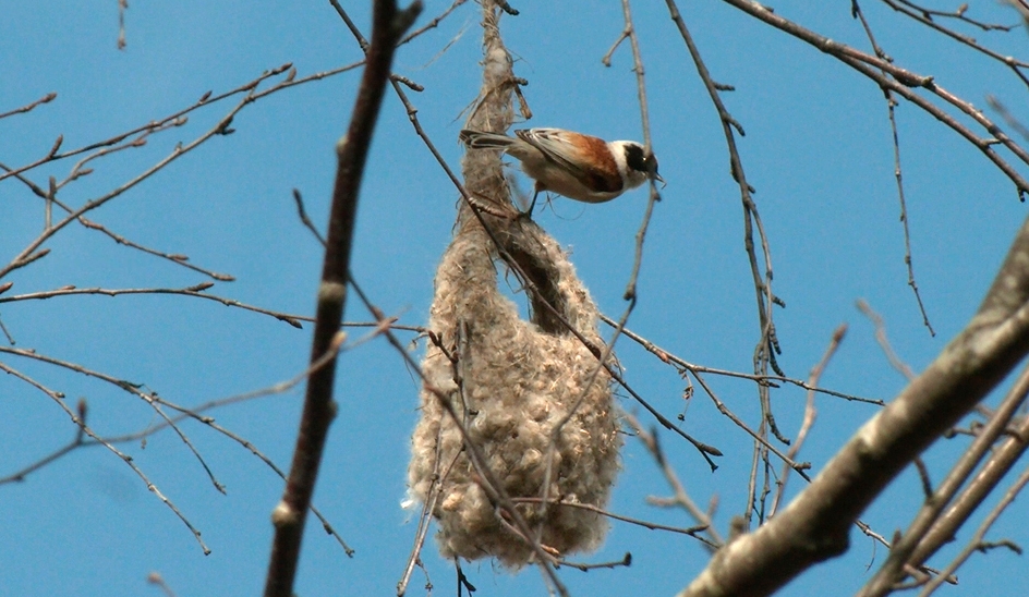 На деревьях в Петербурге заметили необычные варежки