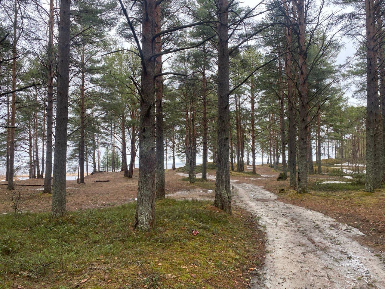 Карельский суд защитил реликтовый бор от незаконного строительства турбазы