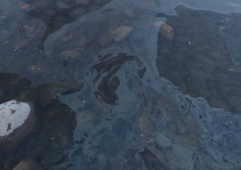 Маслянистые пятна снова заметили на Онежском озере в Петрозаводске