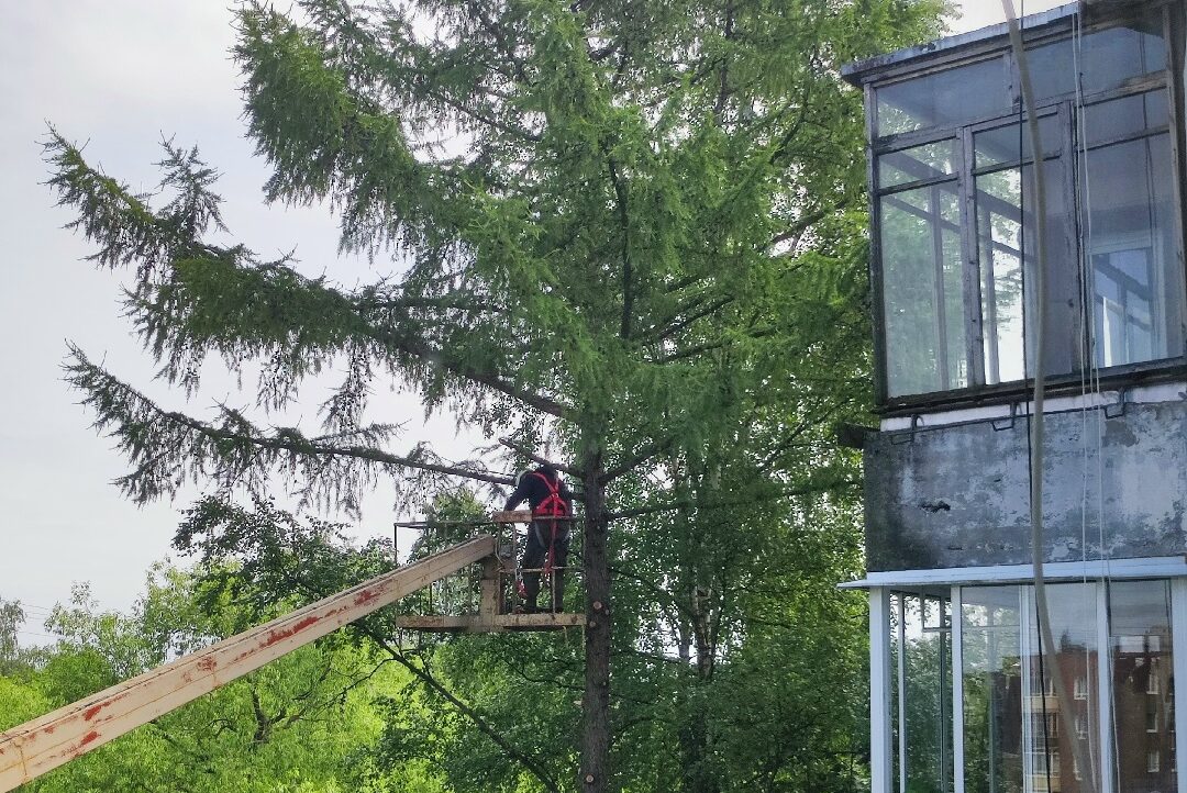 Три здоровых дерева спилили в расширенном центре Петрозаводска