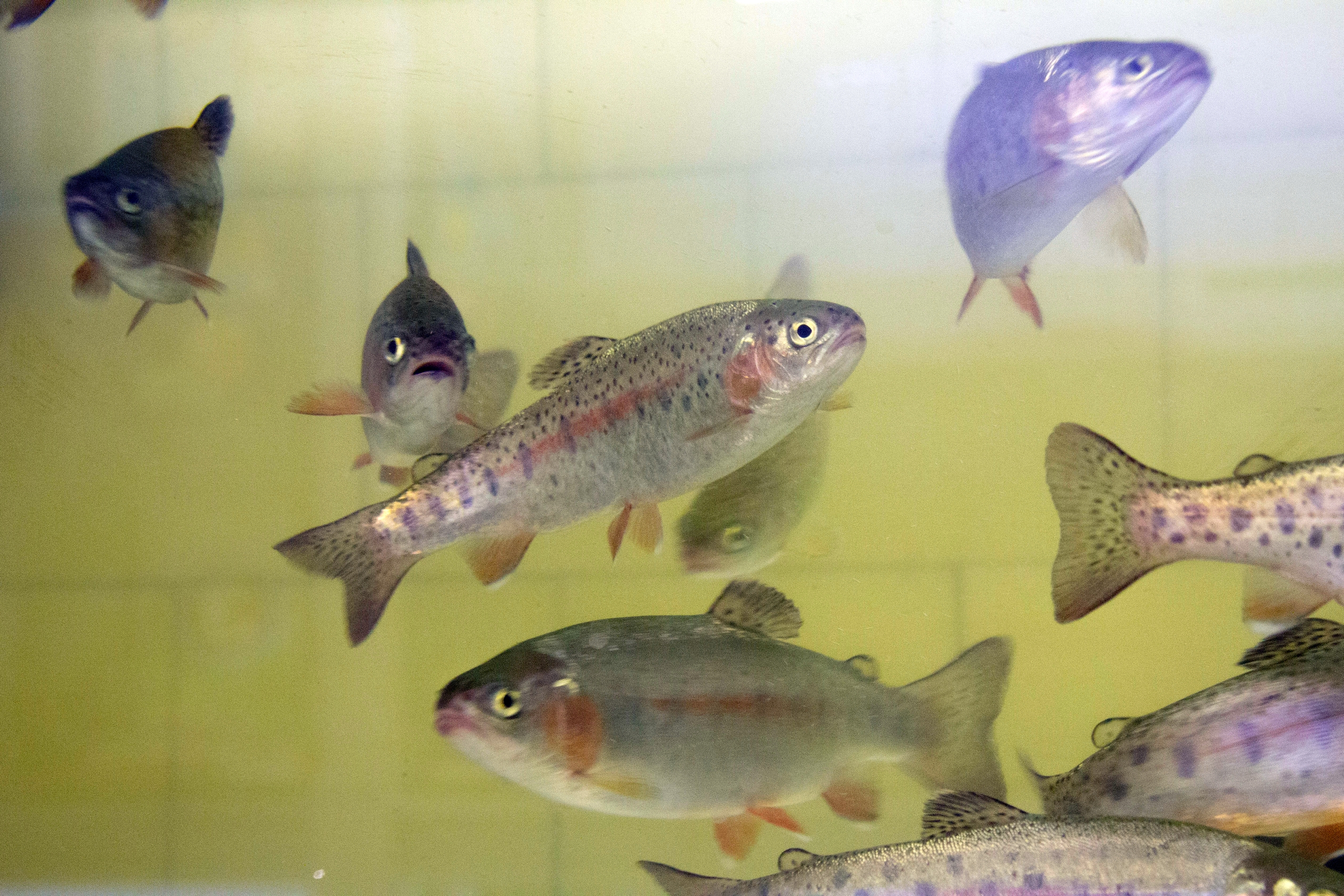 Ученые КарНЦ РАН рассказали о пользе донных отложений с рыбоводческих ферм