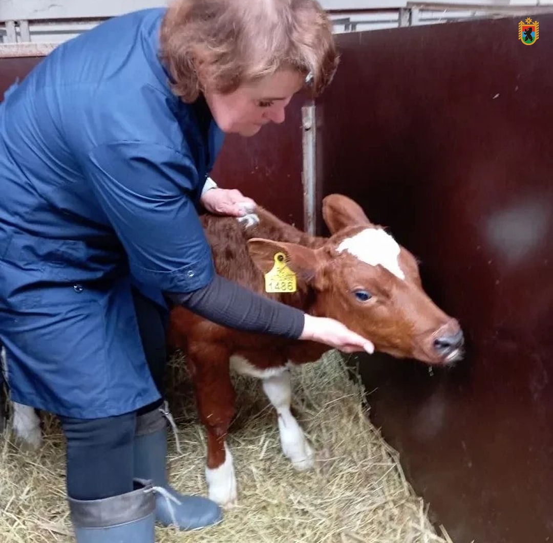Бригадиру родильного отделения с 30-летним стажем в племхозяйстве Карелии присвоили почётное звание