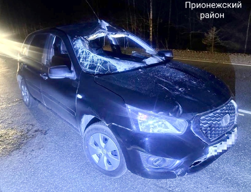 Ночью машина насмерть сбила лося в Прионежском районе