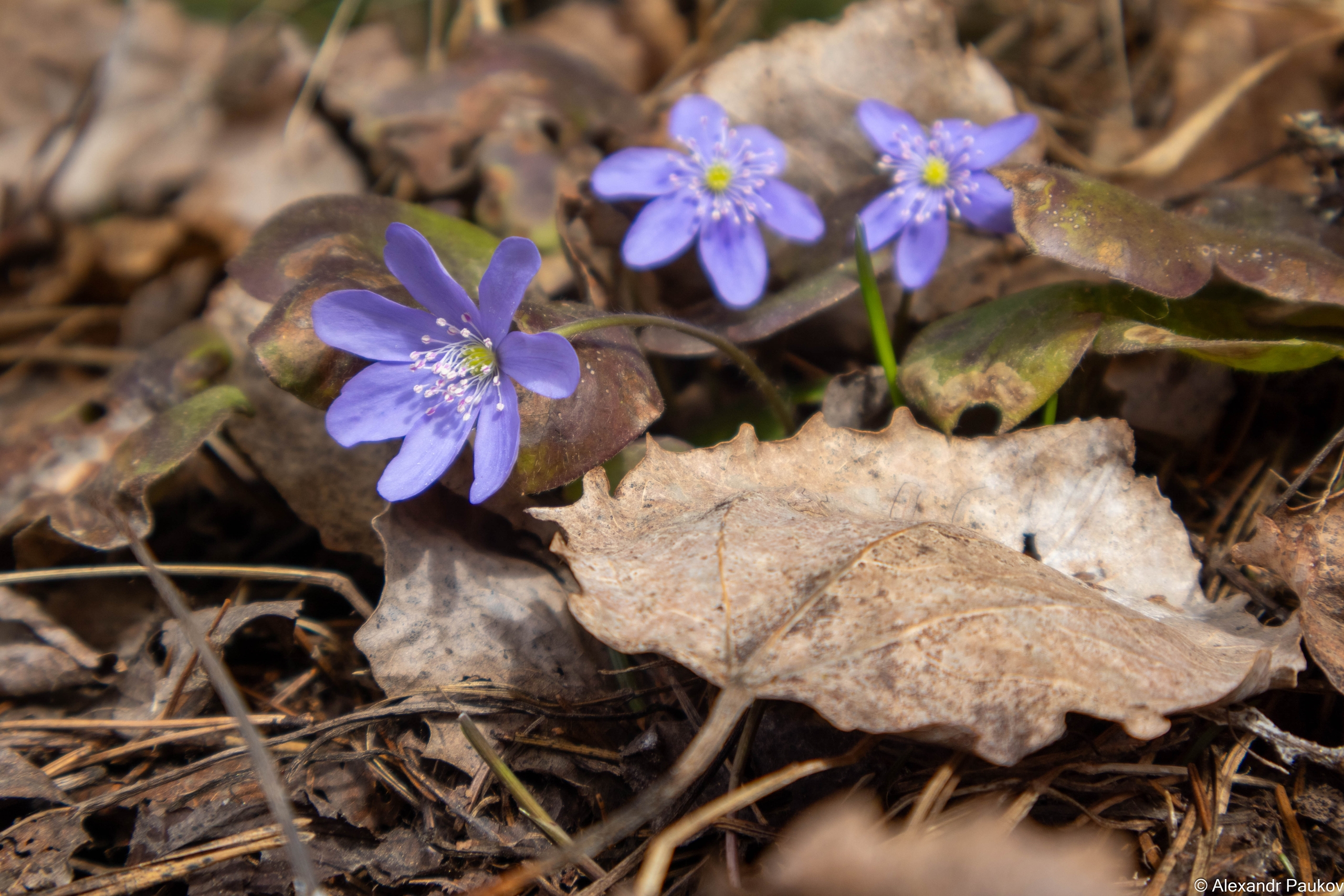 Синоптики рассказали о погоде в Карелии на четверг