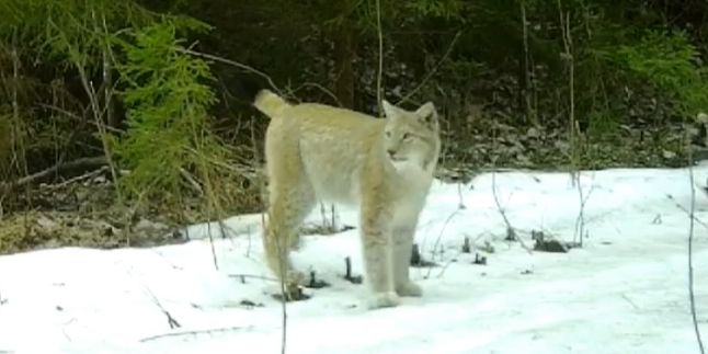Хищная красотка грациозно прошла перед видеокамерой рядом с Карелией
