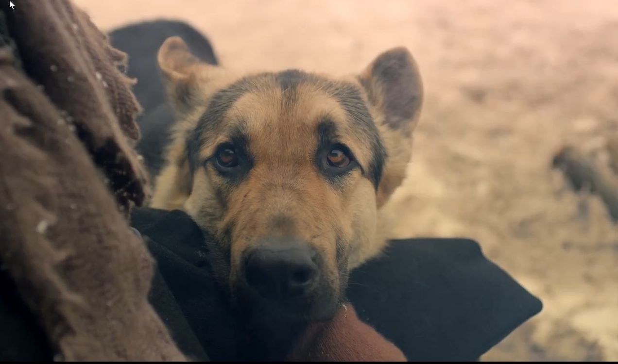 Фильм «Трезорка» бесплатно покажут 19 апреля в Петрозаводске