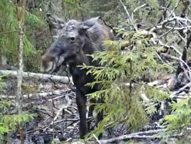 Нехитрая трапеза лося поутру попала на видео
