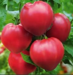 Онколог назвал четыре продукта для профилактики рака