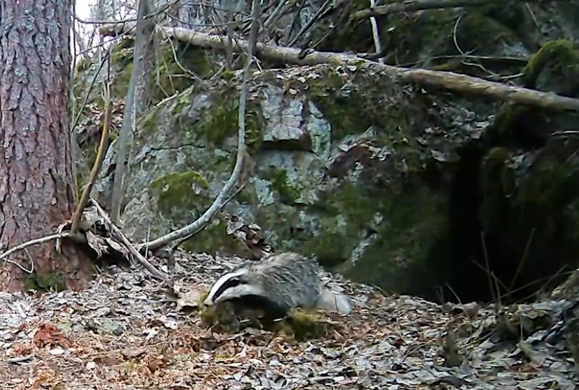 Лесные хлопоты: барсучиха обустраивает нору перед родами