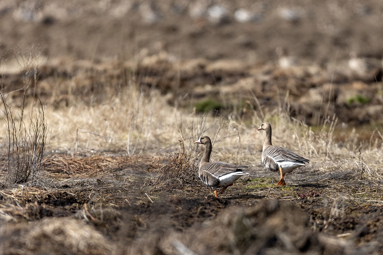 Весенняя охота на гусей в Карелии привела к сокращению стоянок перелетных птиц