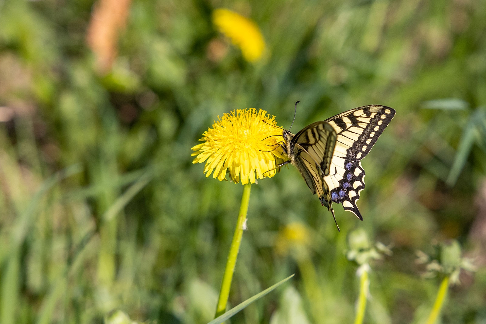 Как отдыхаем на майские праздники в 2026 году