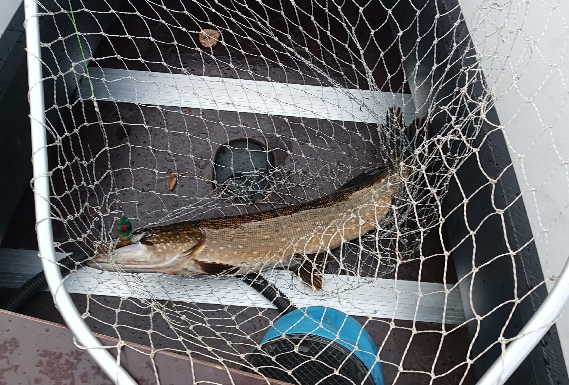 Жители Карелии похвастались первым уловом щуки