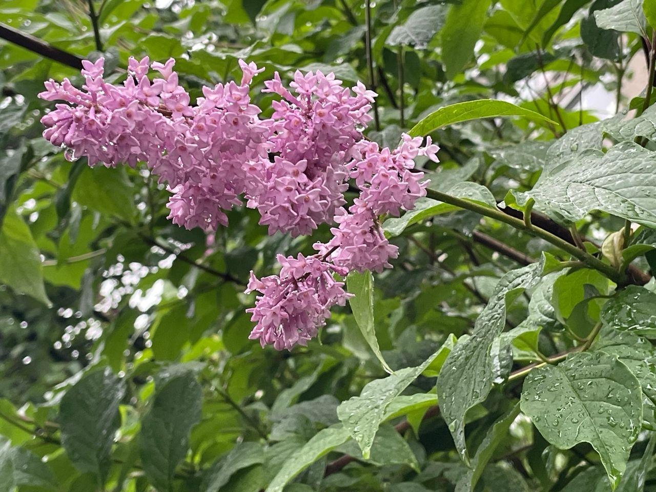Специалист рассказала аллергикам, что им поможет в период цветения