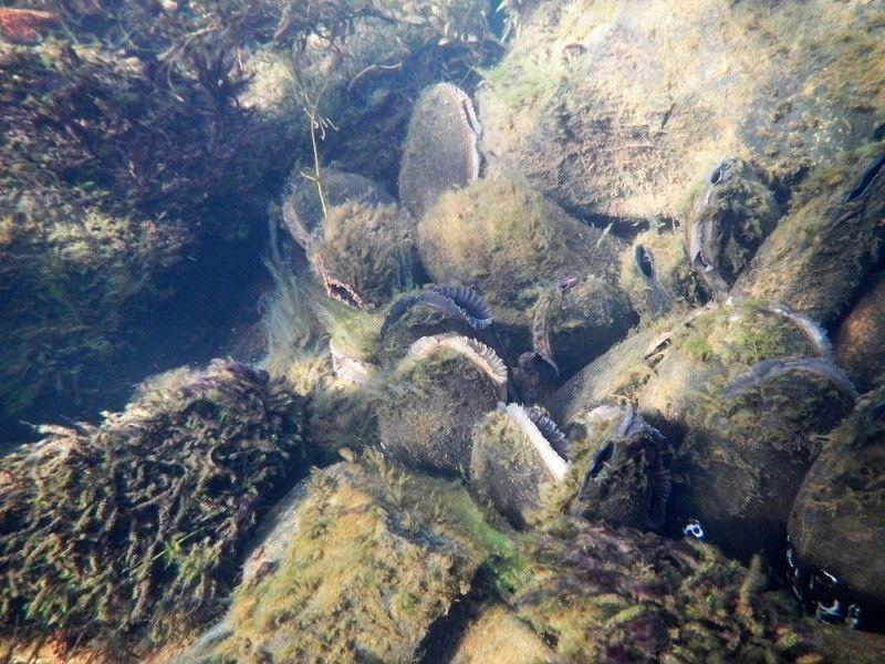 В карельском заповеднике восстановят популяцию лосося и моллюска, который живет в их жабрах