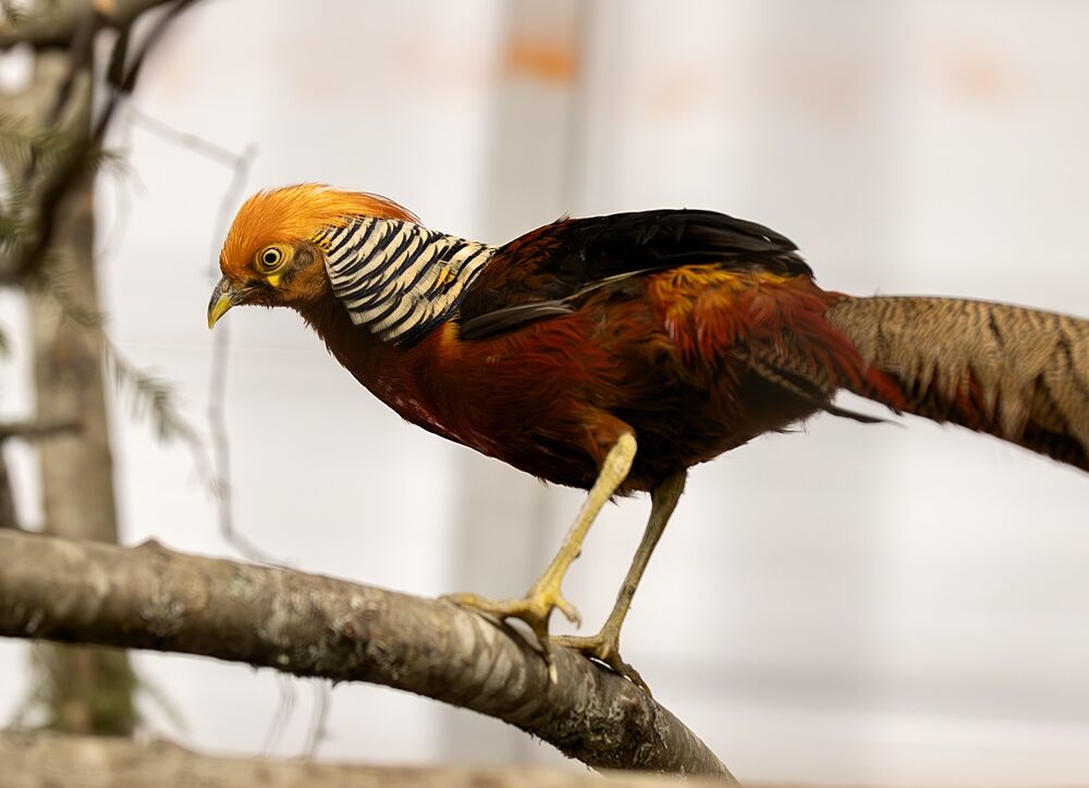 Необычный пернатый обитатель поселился в Карельском зоопарке
