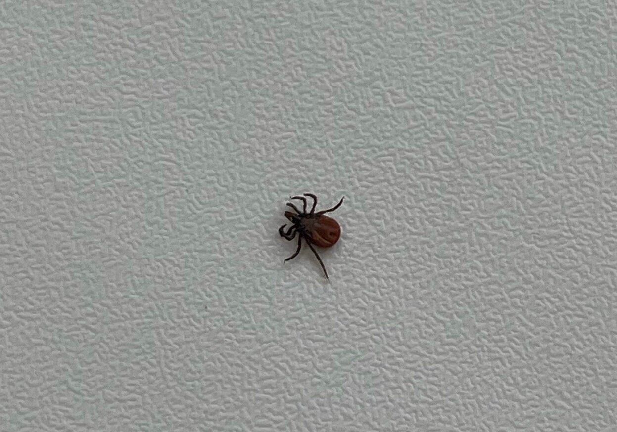 Клещи напали на животных и людей в Пряжинском районе