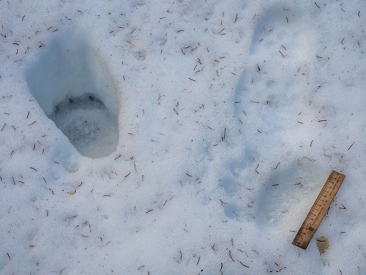 Косолапый наследил в одном из районов Карелии