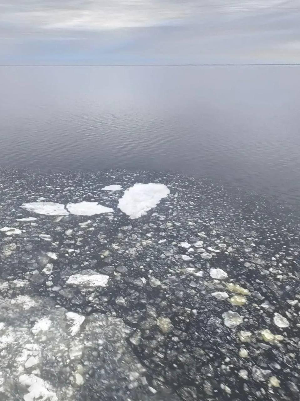 В Ладожских шхерах впервые за 10 лет посчитают кольчатых нерп