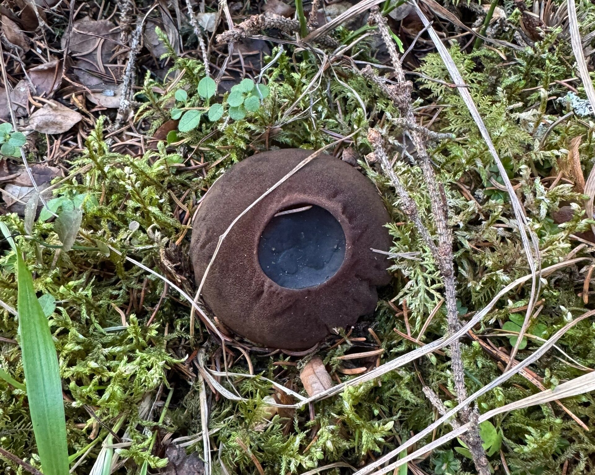 «Ведьмины котлы» обнаружили на лесной поляне в Карелии