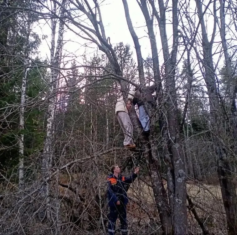 Медведь загнал на дерево молодую пару в Приладожье