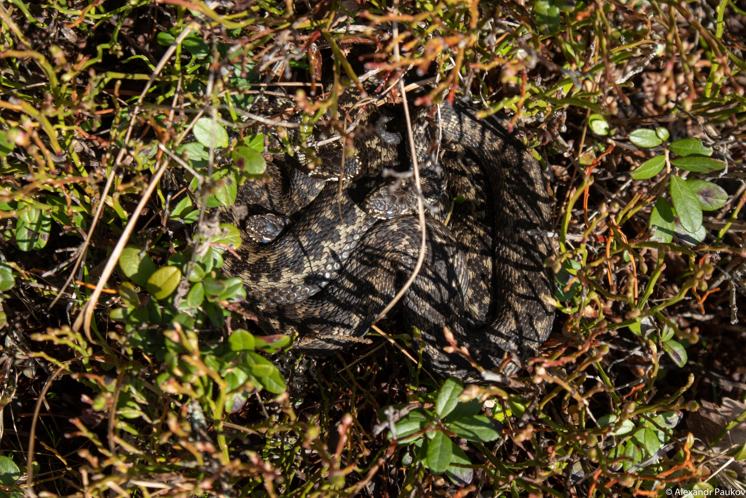 Житель Карелии попал в реанимацию после укуса гадюки