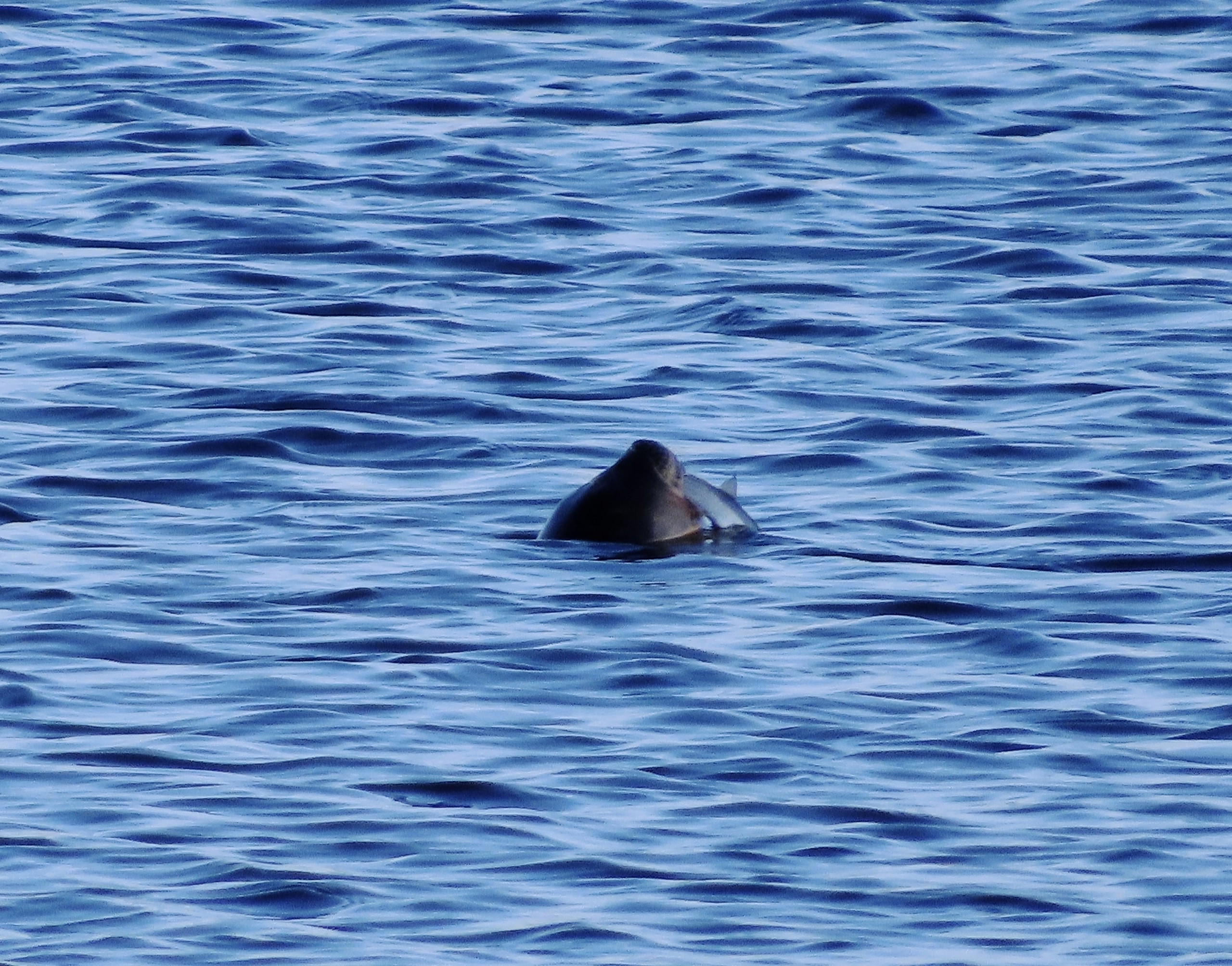 Тюленя с уловом поймали в кадр в Беломорском округе