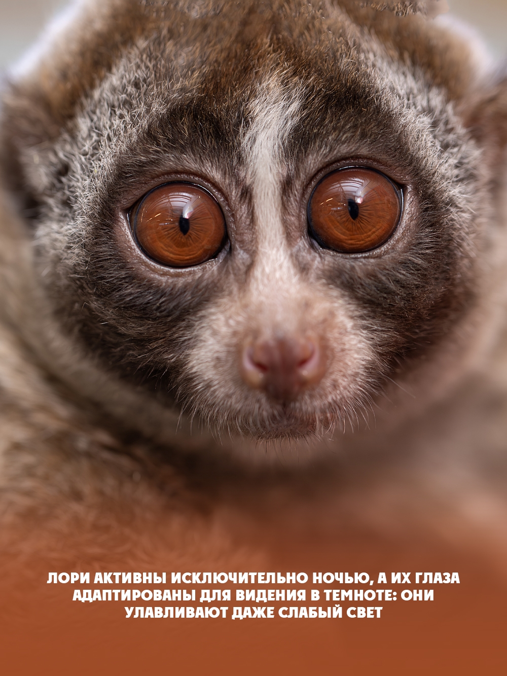 В Карельском зоопарке рассказали о глазастых лори