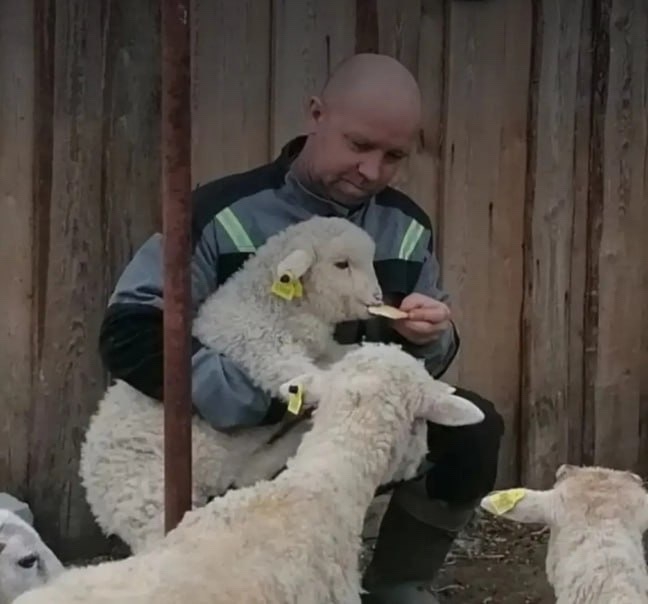 Со свиньями не заладилось: карельский фермер разводит племенных овец на озере Малое Кис-Кис