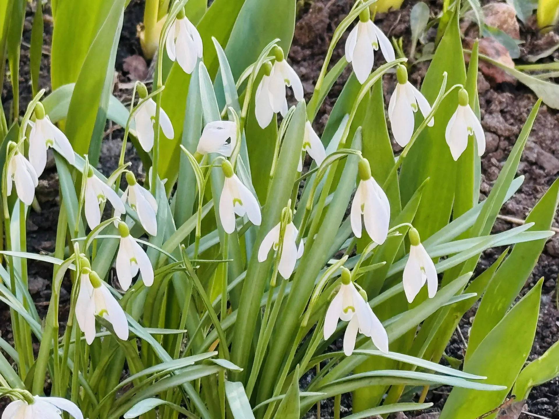 Конкурс по цветочному оформлению проведут в Петрозаводске
