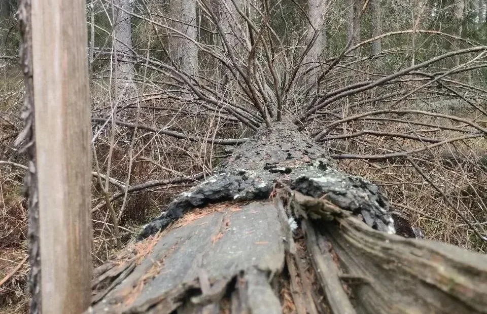 В Петрозаводске нашли таинственное место, откуда город смотрится иначе