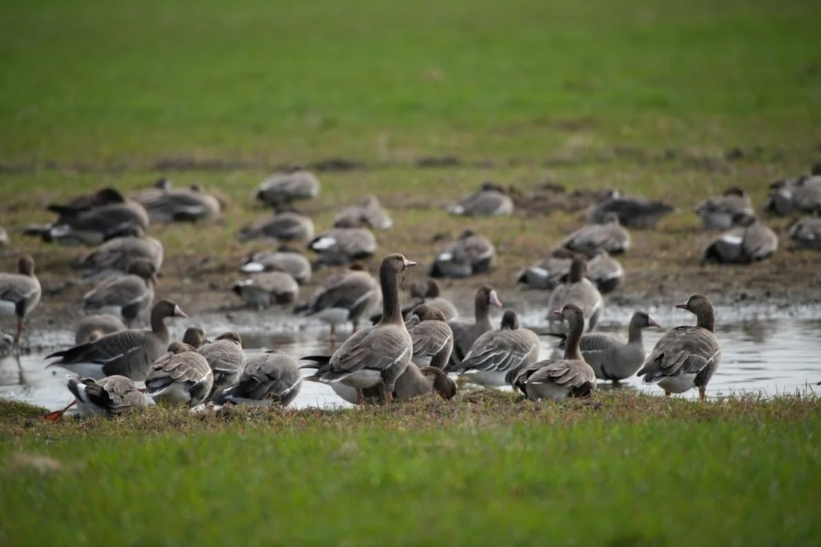Гуси по расписанию заполонили свои поля в Карелии