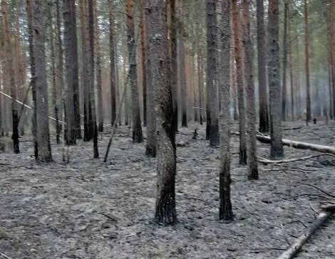 Лесной пожар продолжают тушить в Кондопожском районе