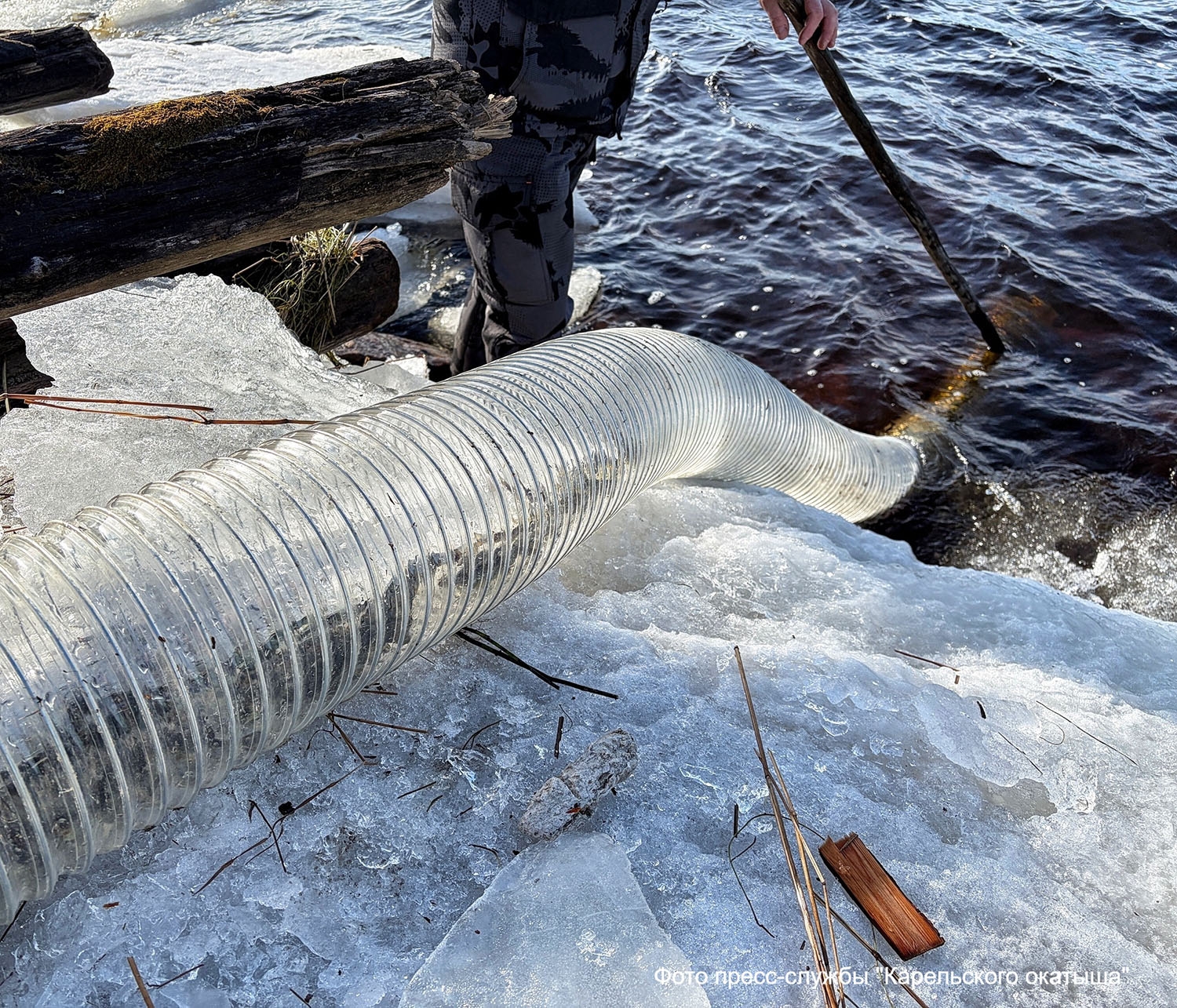 В Кемь выпустили свыше 12 тысяч мальков сёмги и лосося