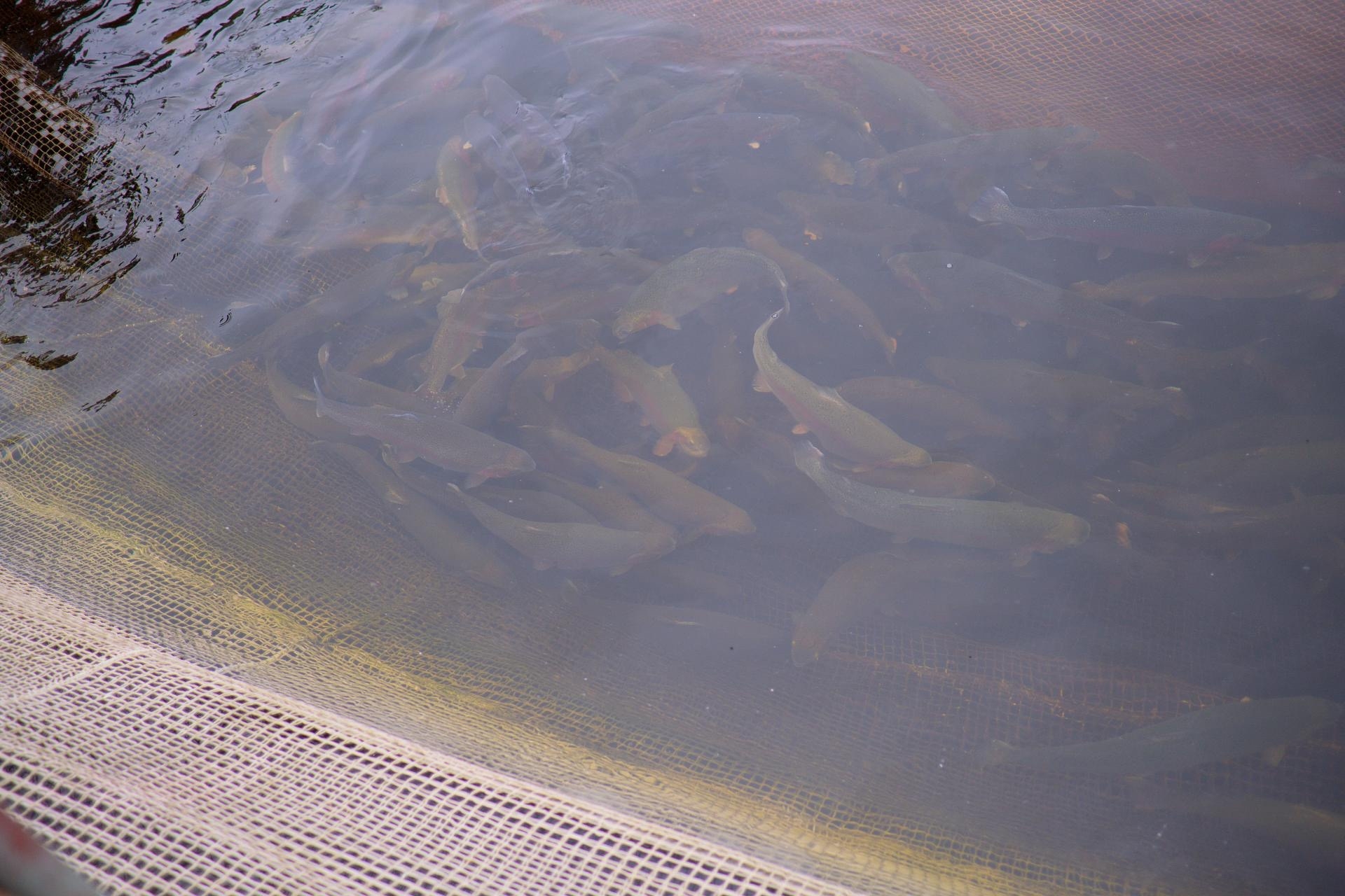 Кормовые добавки для форели из личинок черной львинки начнут выпускать в Карелии