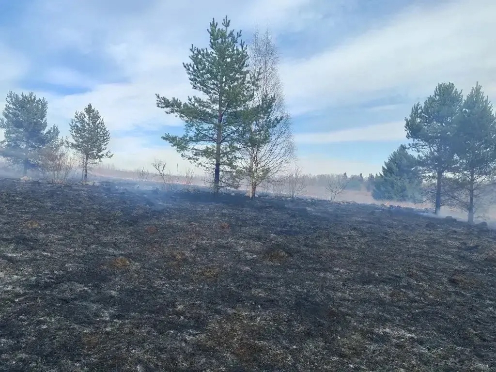 Трава горела на площади больше 20 тысяч квадратных метров у поселка в Карелии - пожар тушили 4 часа