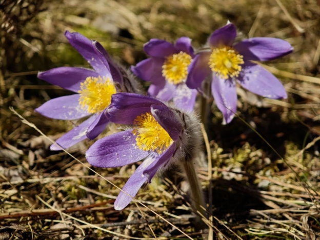 В Ленобласти ученые нашли мутанты сон-травы в заказнике
