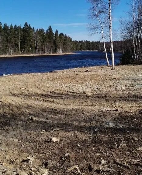 Ущерб 8 млн рублей: на берегу Шуи частники захватили незаконно участок леса