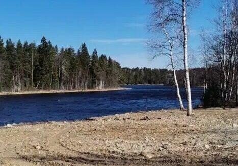 Предприятие в Карелии заплатит свыше 39 млн рублей за незаконную вырубку леса