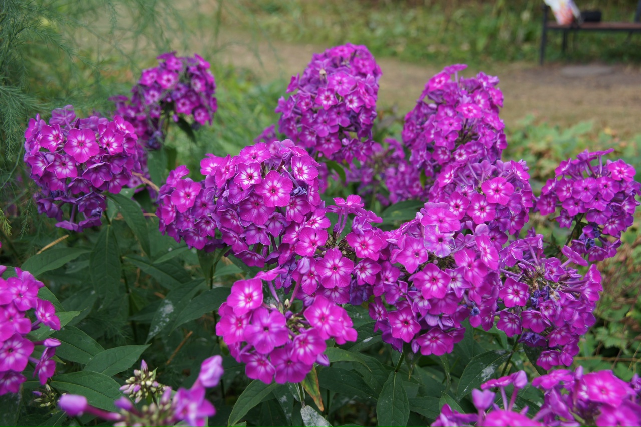 Карельским дачникам рассказали, почему для клумб стоит выбрать флоксы