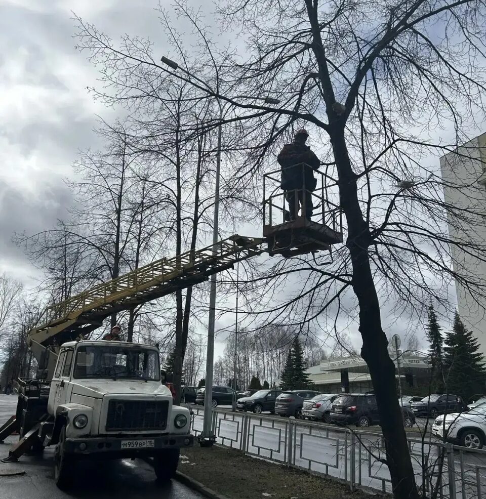 Хвостатого альпиниста спасали всем миром в одном из районов Петрозаводска