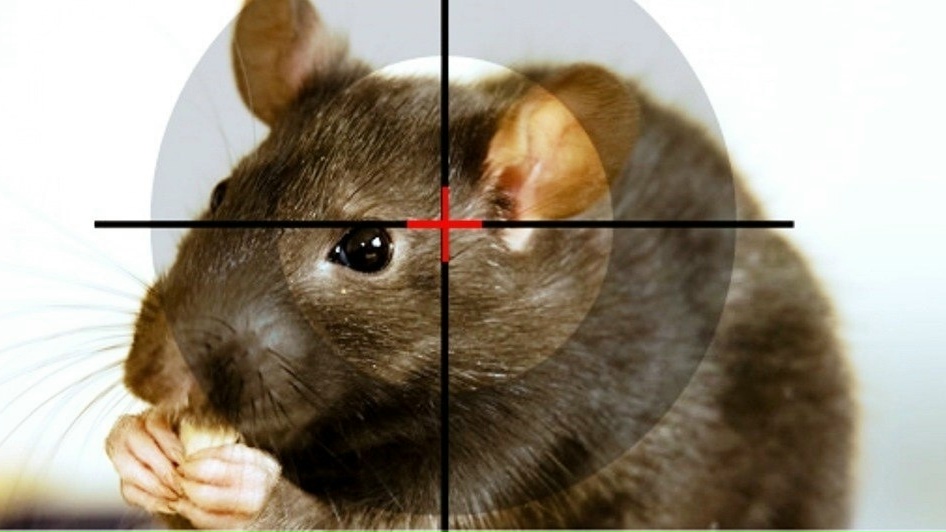 Массовую травлю крыс проведут в Петрозаводске